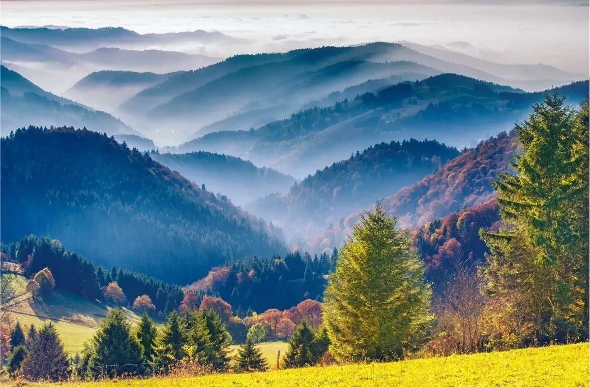 Digital Detox im Schwarzwald